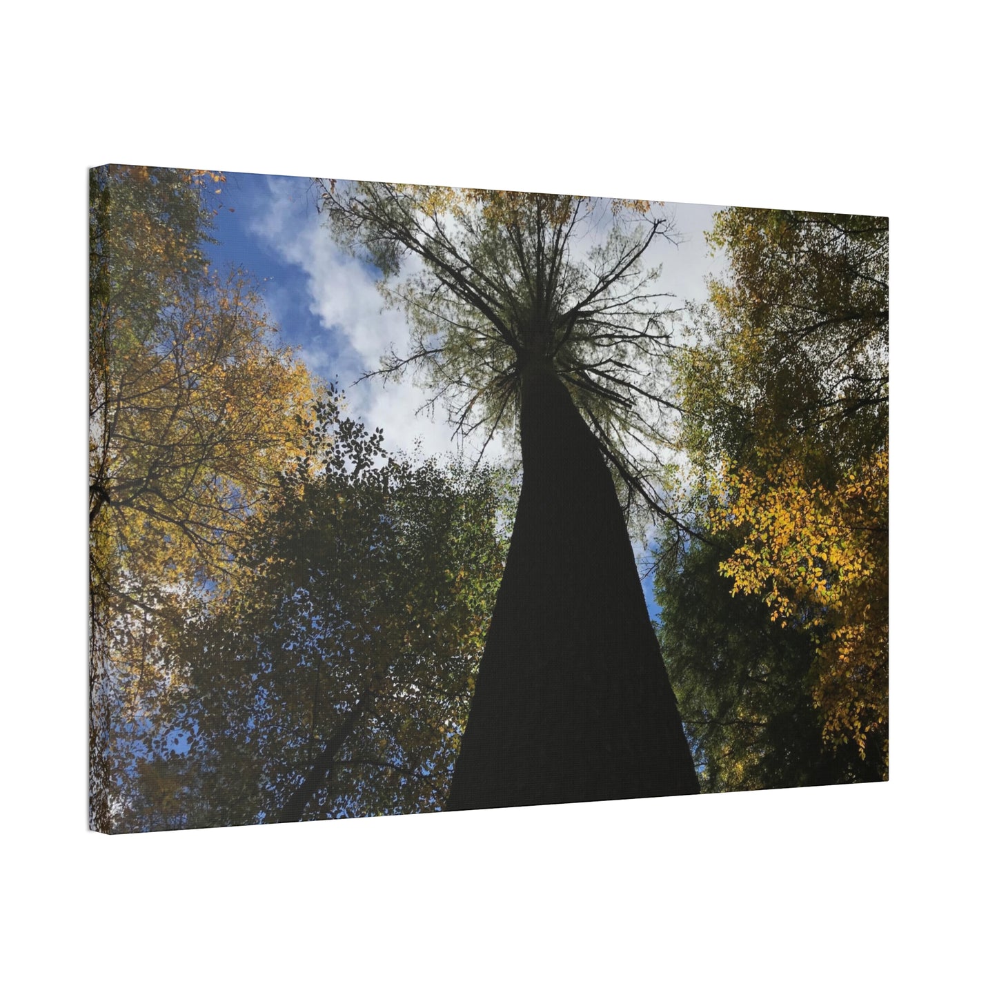 Canvas Stretched, Tree at Linville Falls, NC