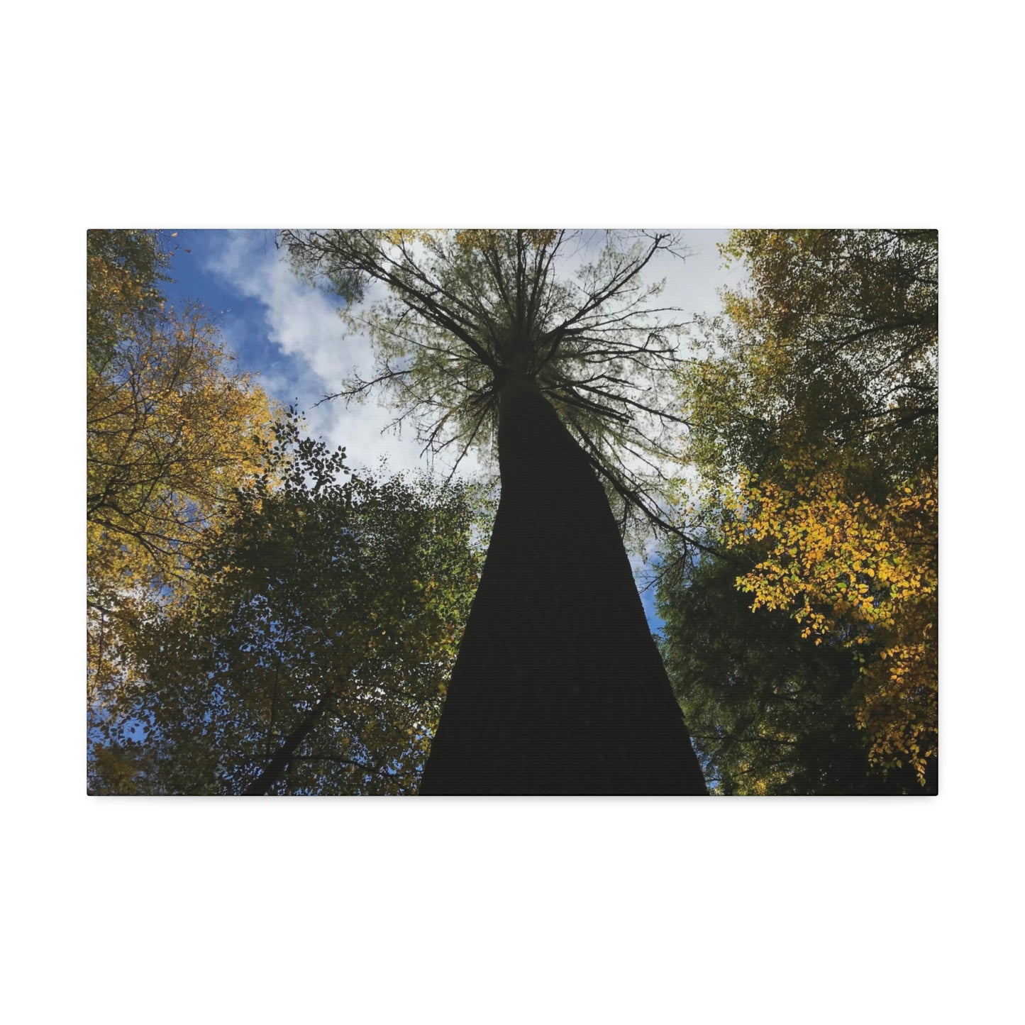 Canvas Stretched, Tree at Linville Falls, NC