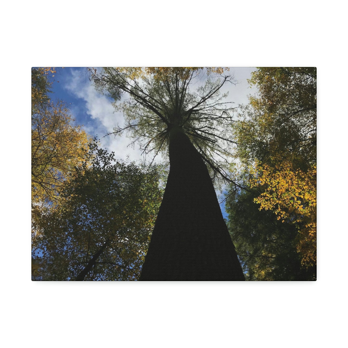 Canvas Stretched, Tree at Linville Falls, NC