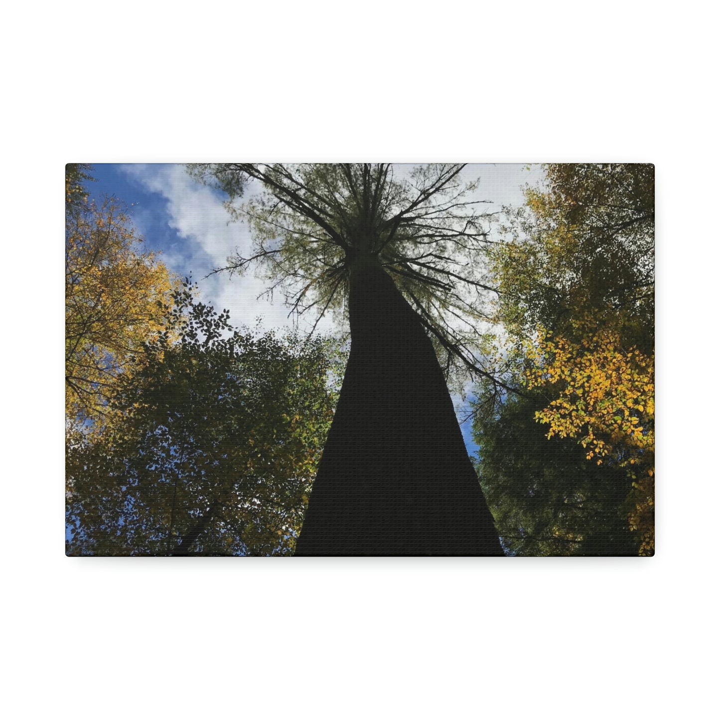 Canvas Stretched, Tree at Linville Falls, NC